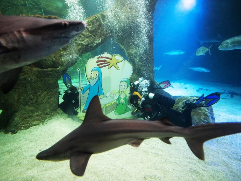 Divers place the traditional Christmas Nativity scene in the shark tank of Madrid Zoo’s aquari
